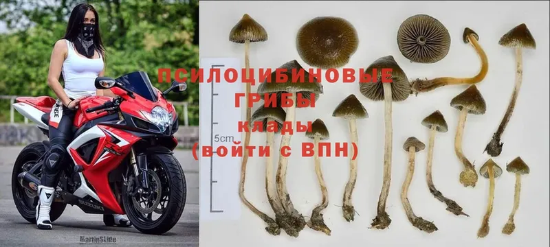 наркошоп  Исилькуль  это телеграм  Псилоцибиновые грибы Cubensis 